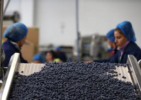 蓬勃发展的蓝莓产业瞄准亚洲市场